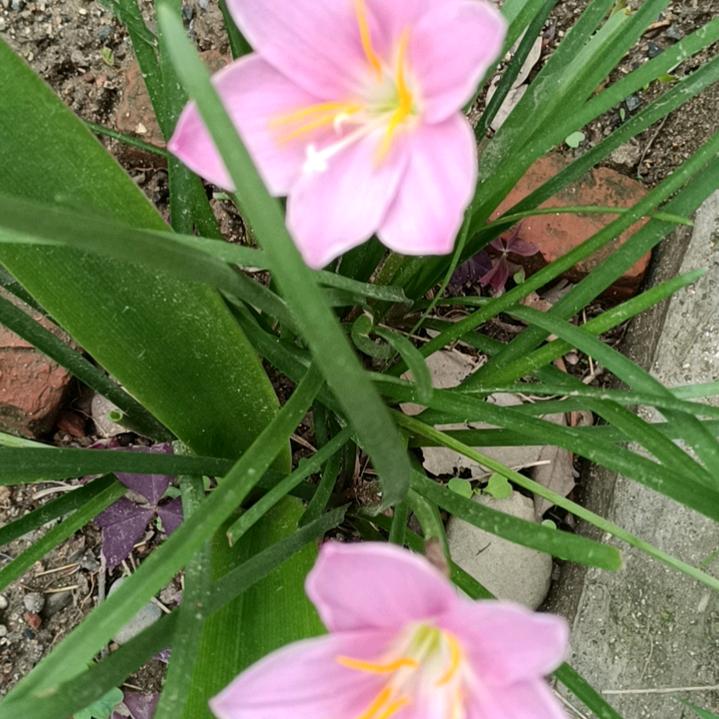 记忆美好🌹🌹