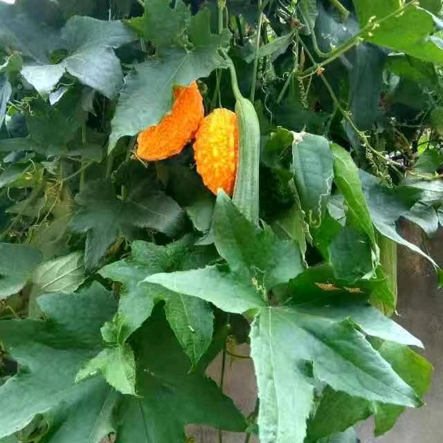 果实