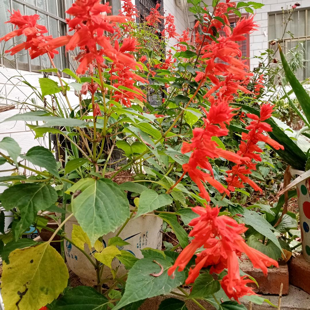 心随花开