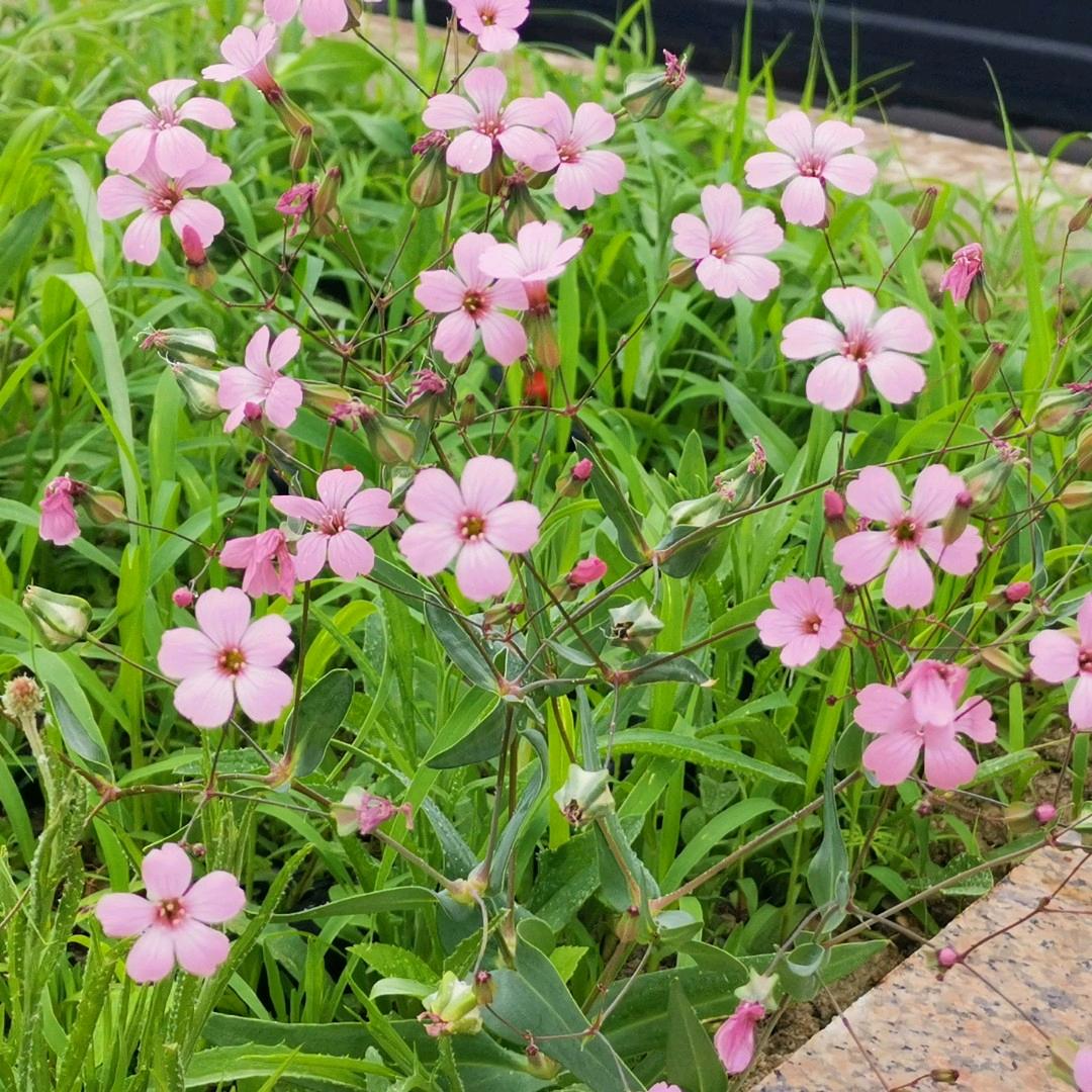 阿勒木