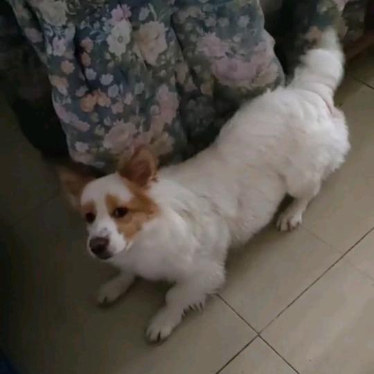 王翠玲