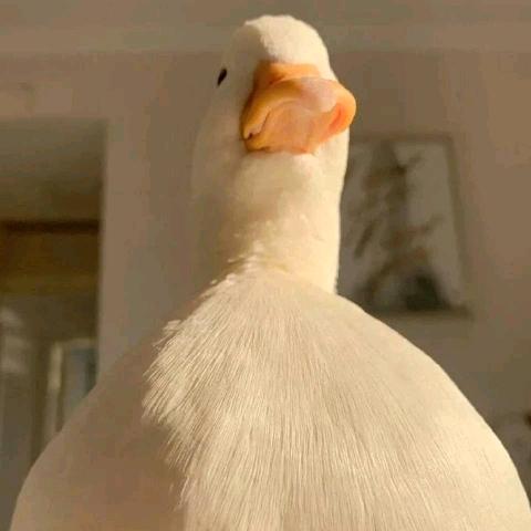 宋快递