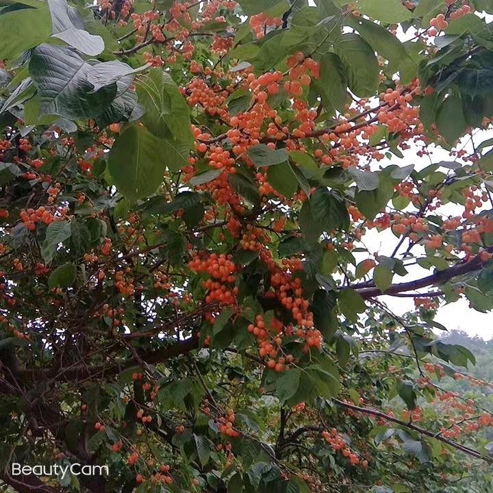 ：春暖花开