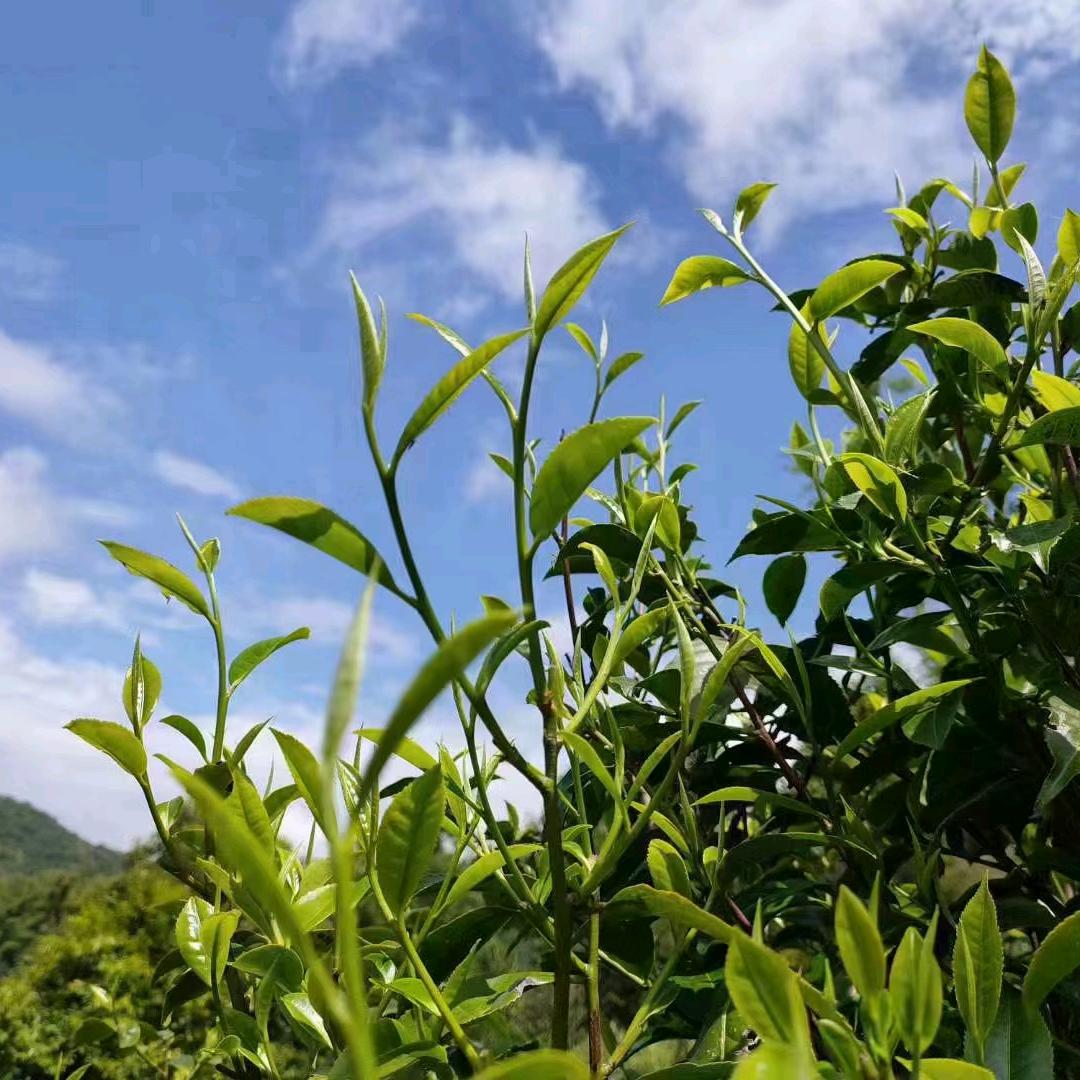 好嘴哥