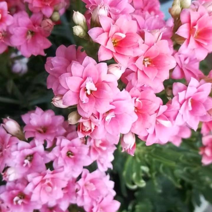 波波最美丽