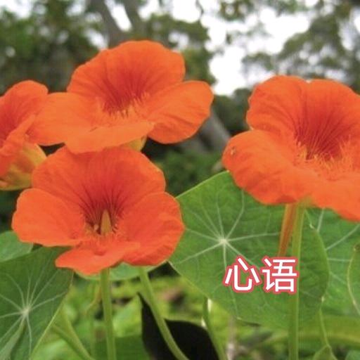 心语💞