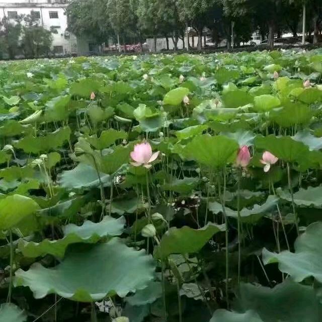 梦离