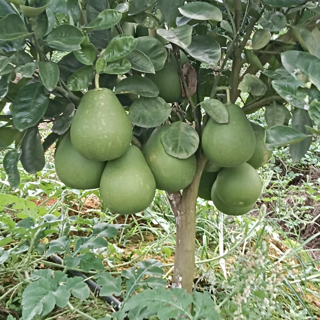 平淡如水：