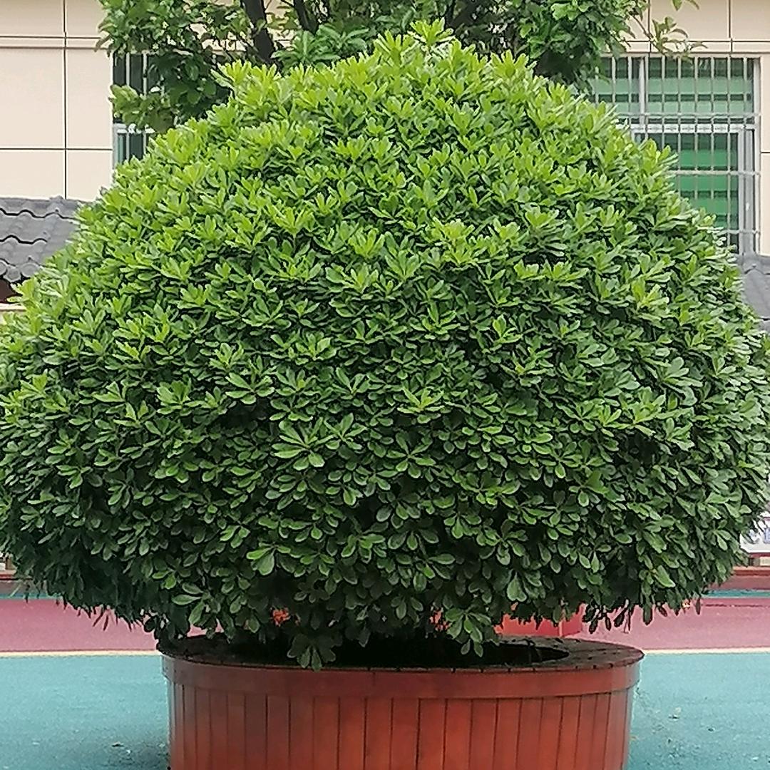 母婴护理师李英