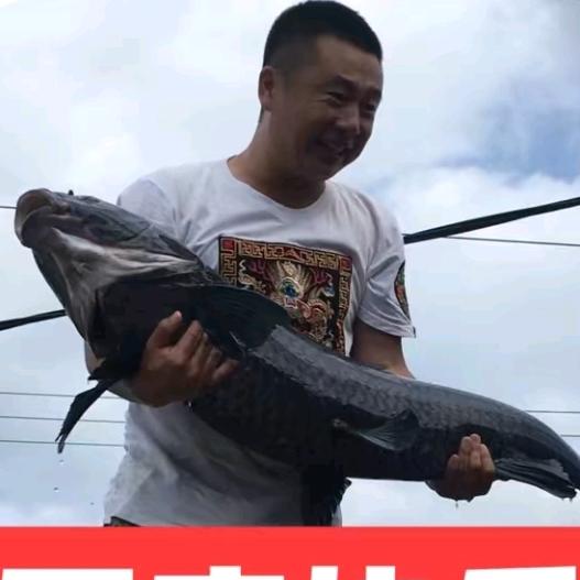 汤河野生鱼，搬运工