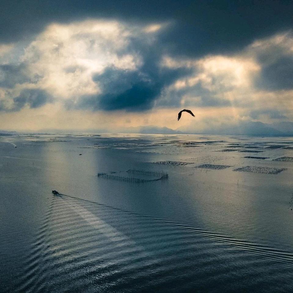 福建明月水产 张鹏（大黄鱼鲈鱼供应商）