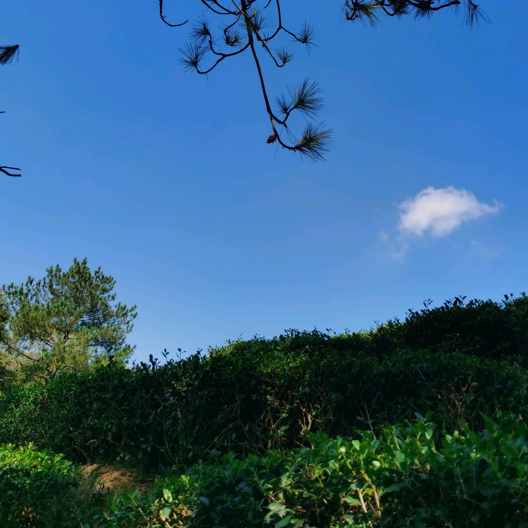 茗臻醇茶叶旗舰店