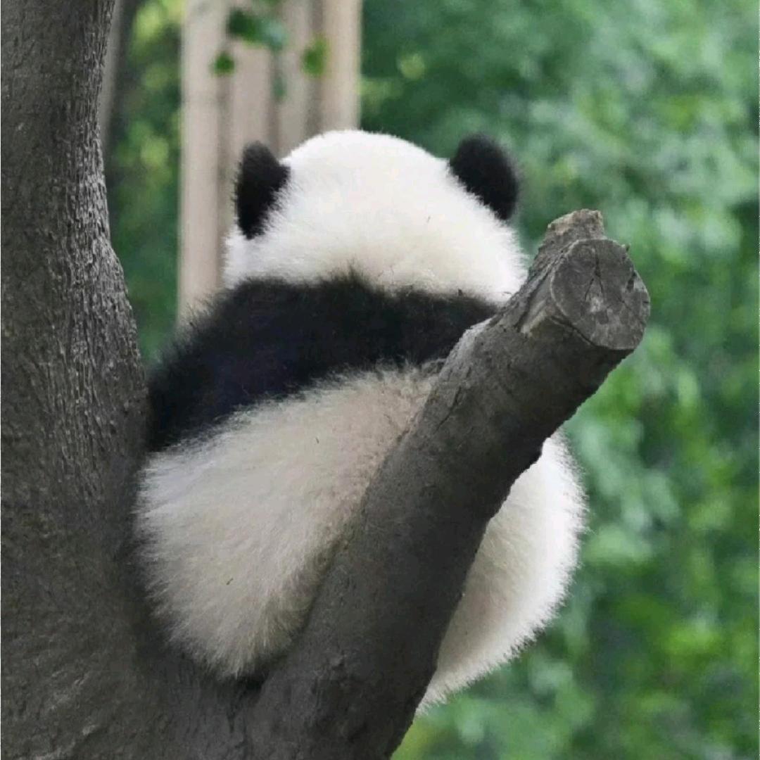 李七柒