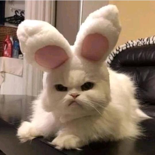 Kitty🐰
