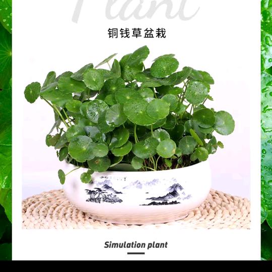何姐说养花