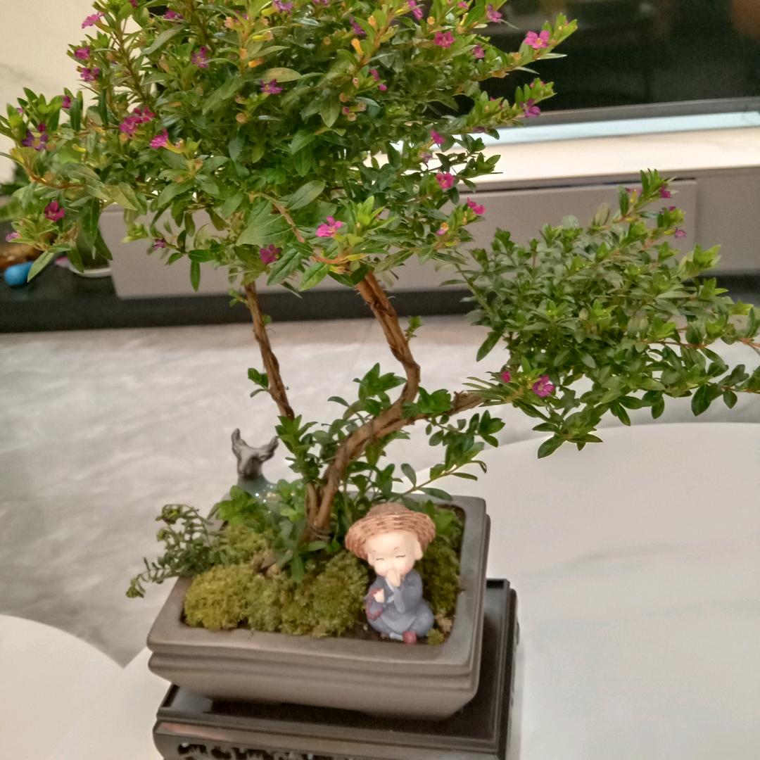 可可香