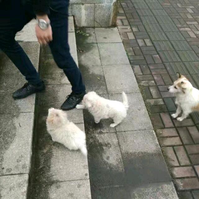 热心市民小谢每天扶过马路摔倒的老太太