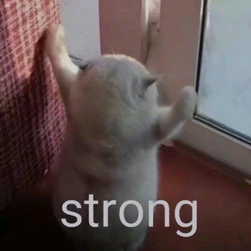 喵呜（完美小兔子版）