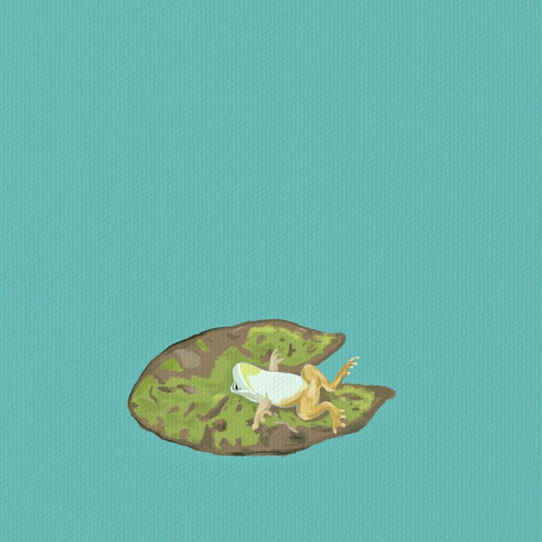 蛙洼