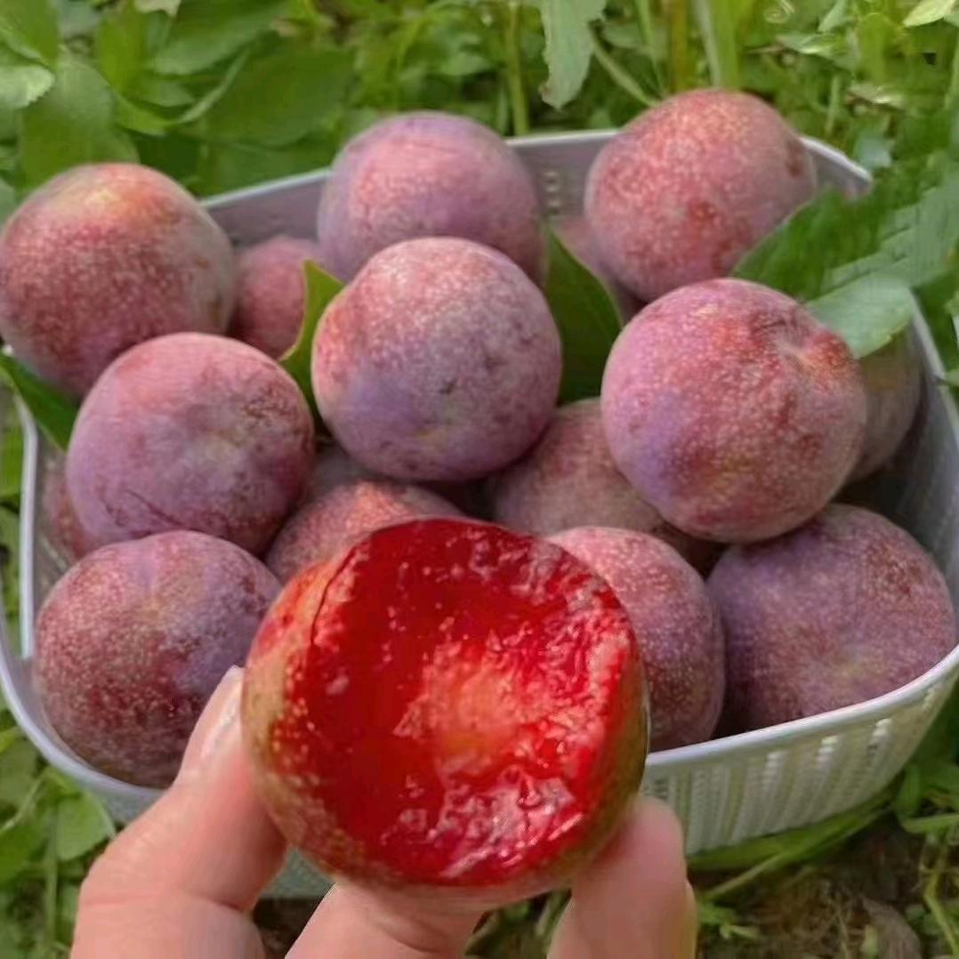 竹山桥头钱排三华李直销点：到店可免费试食