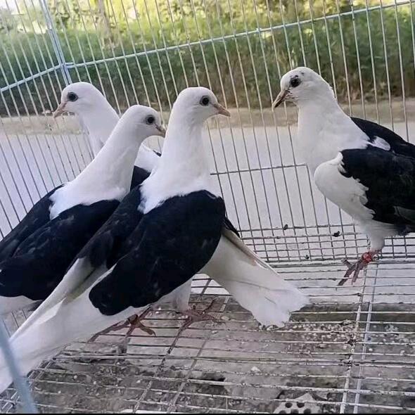 阿布力克木