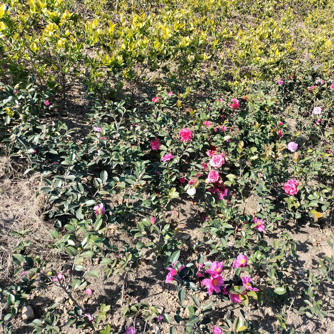 百度再拽...也搜不出姐的忧伤