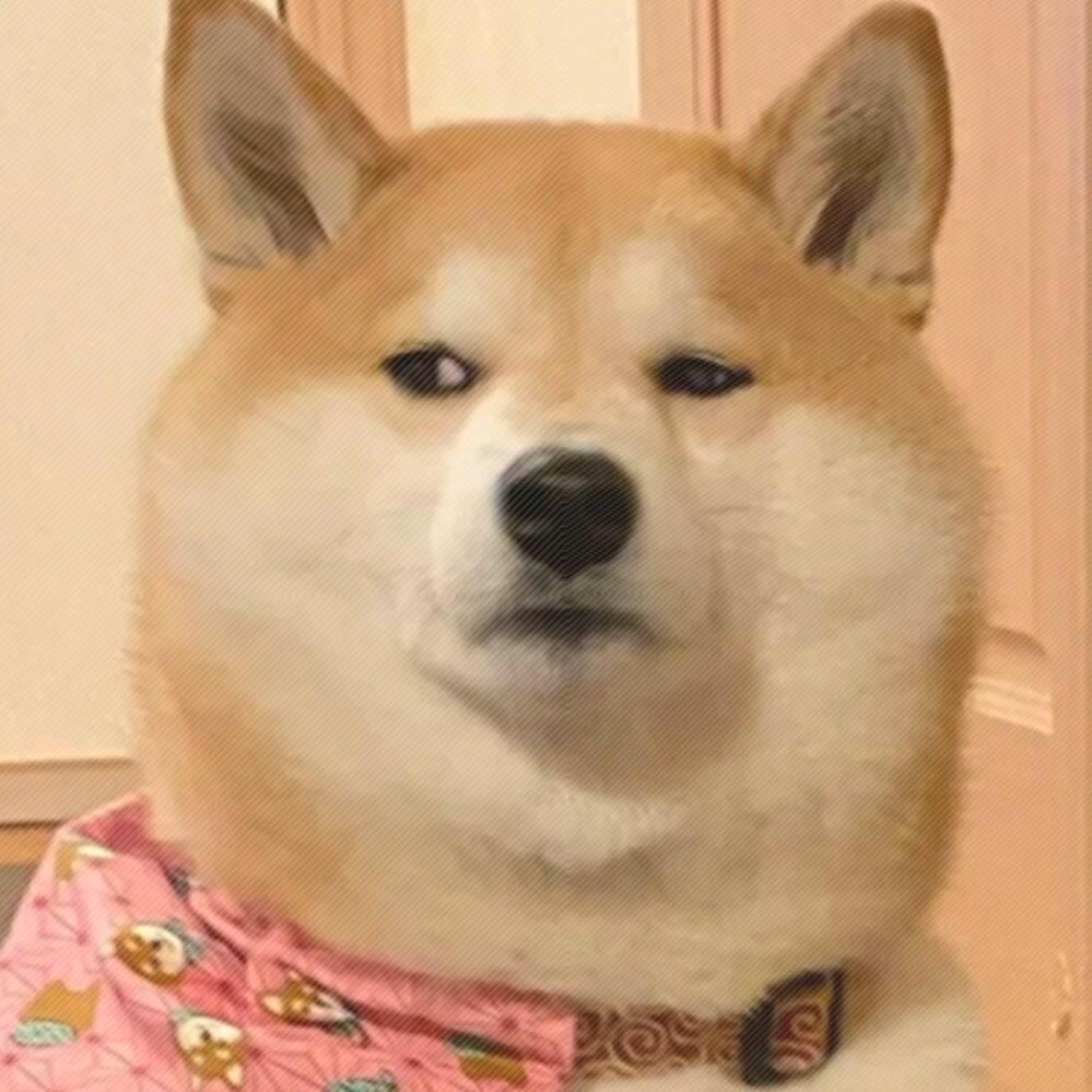 狗子游戏队长