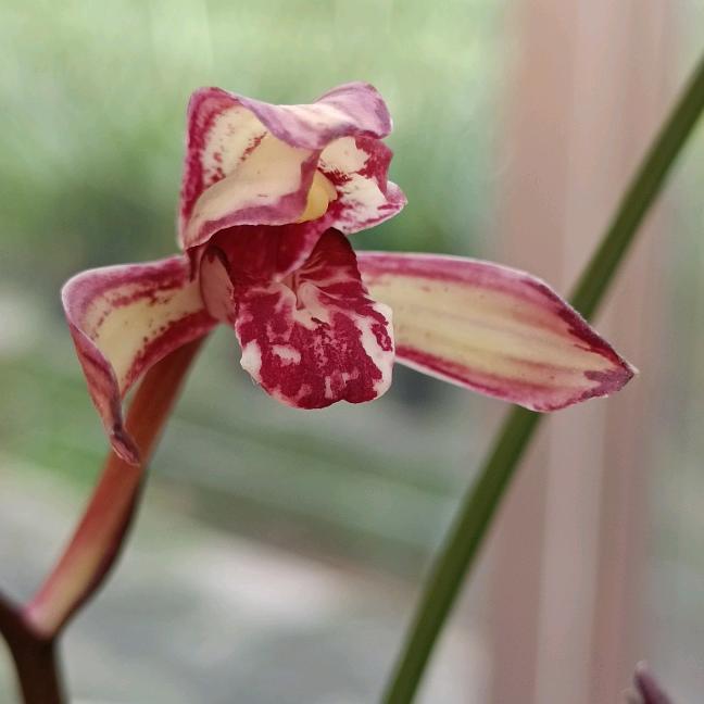 绿道兰花（广东梅州搬主任）