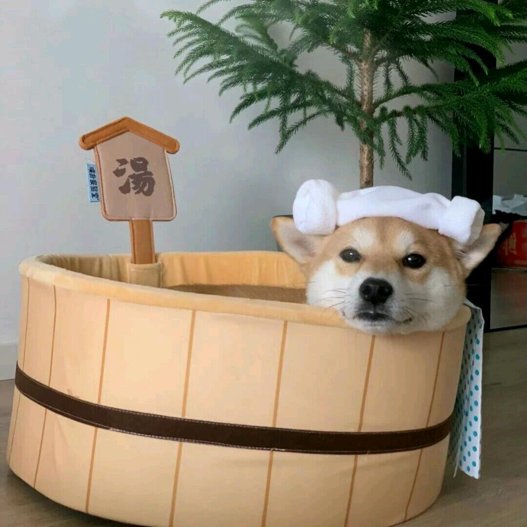机智冰