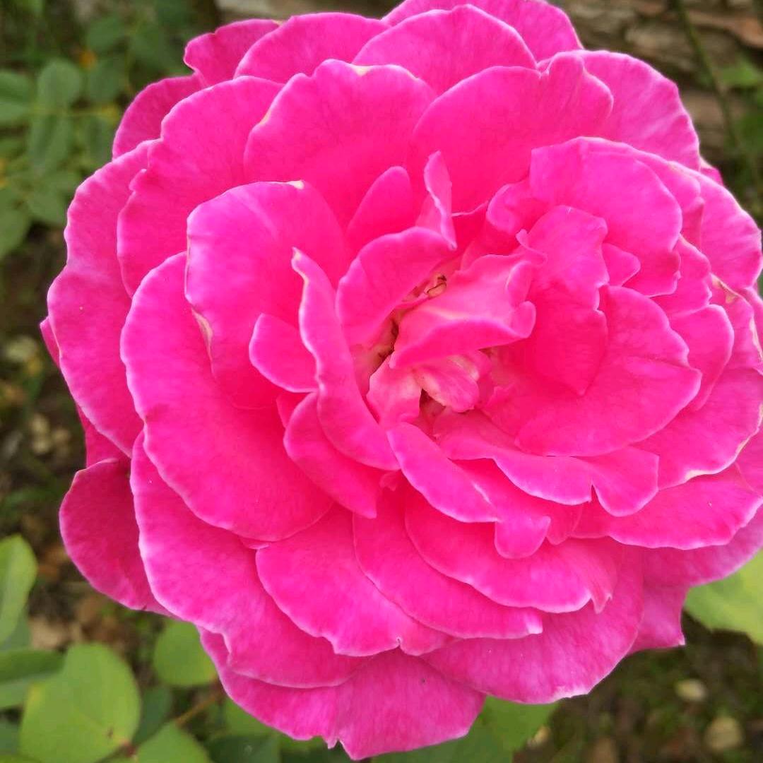 重百电器彭美容