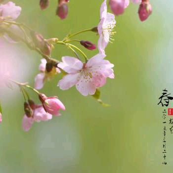 以琳(拒绝私聊)