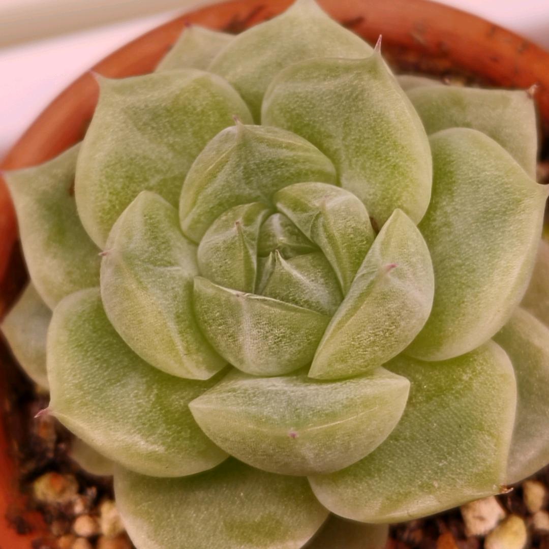 平平无奇小肉肉