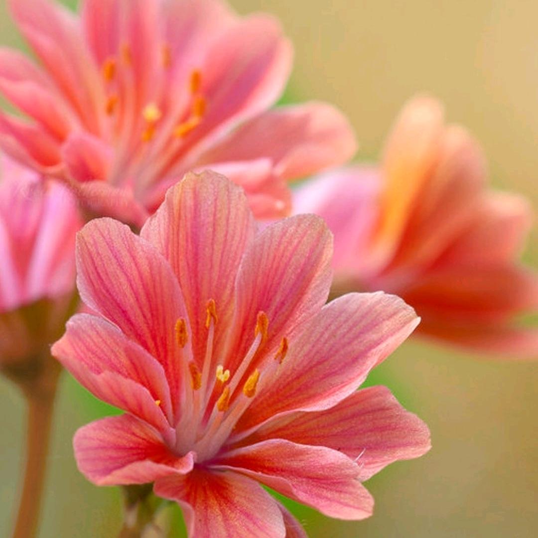 芯怡