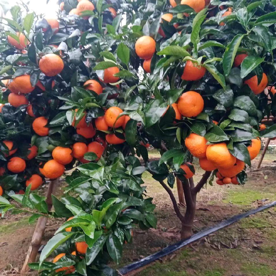 嗨，我是用户1831610932474