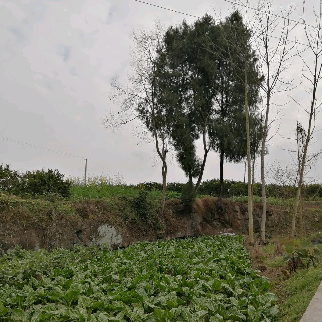 哥还是原来的哥