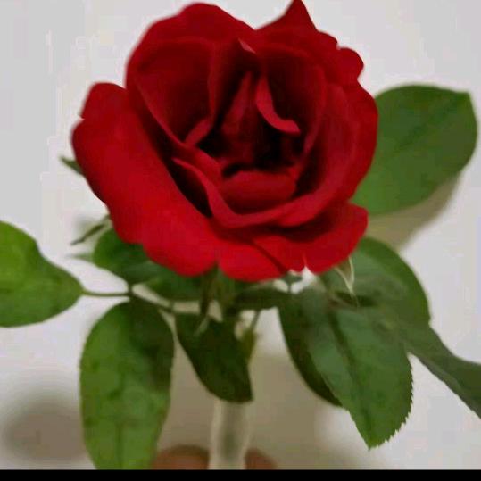 🥀₅²⁰💃余生有你足够🦹¹ᶟ₁₄