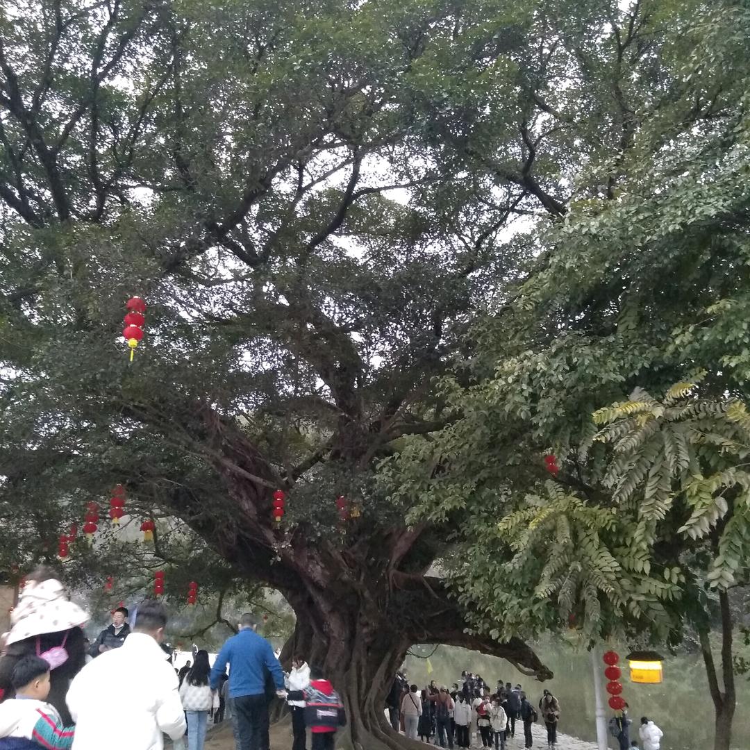 平哥探房