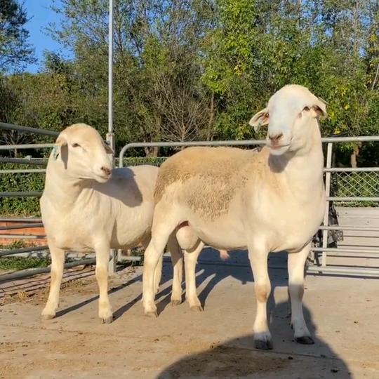 (∗❛ั∀❛ั∗)✧*。回忆🍺