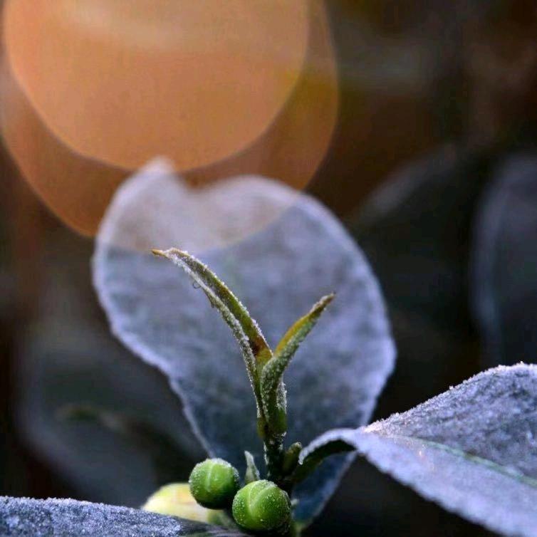 福鼎白茶茗云茶厂老郭