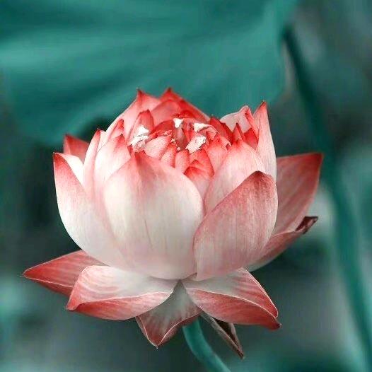 ☯芹姐☯