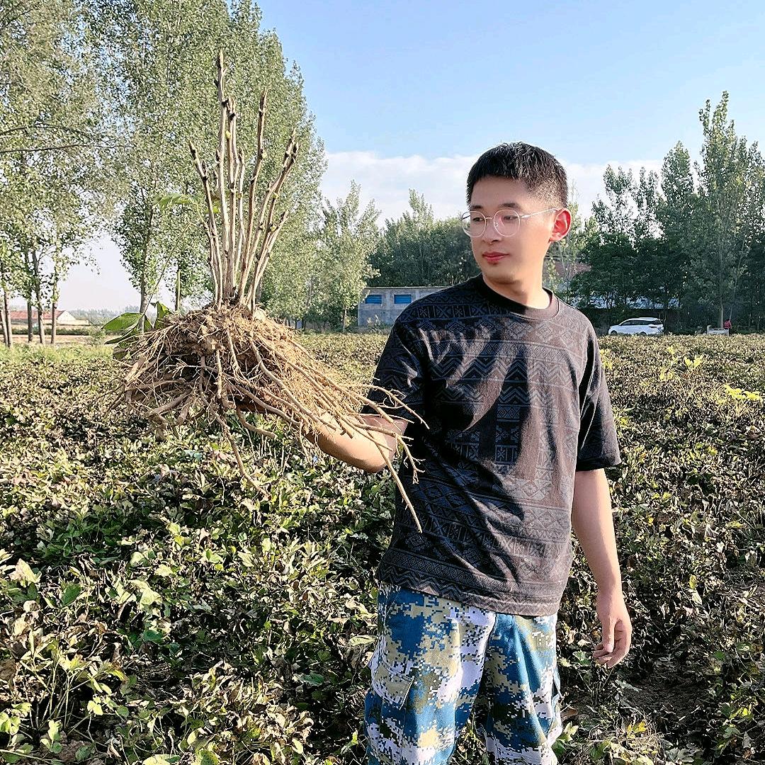 菏泽书安牡丹种植