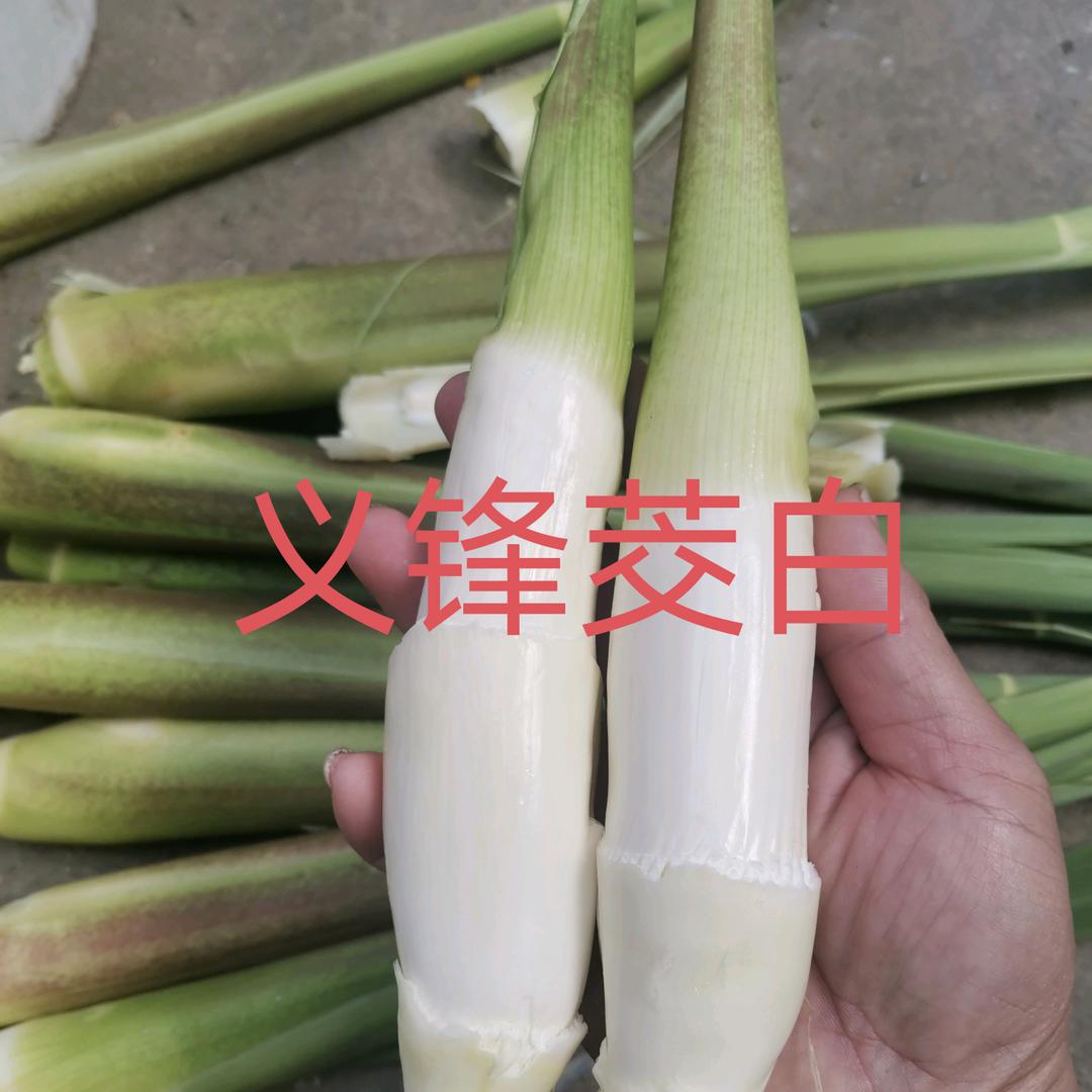 义锋莲蓬-茭白-种植基地