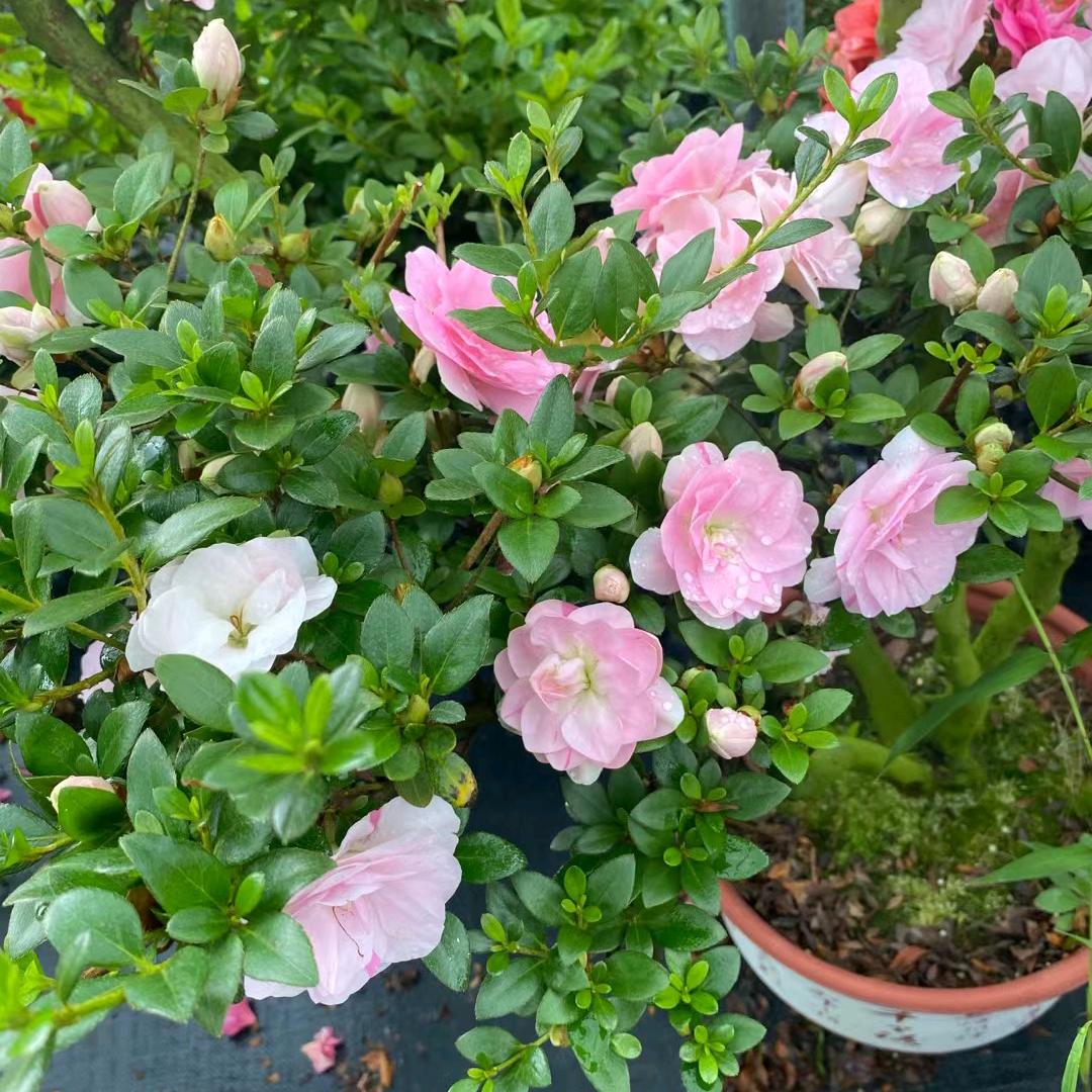 永福云锦花木场
