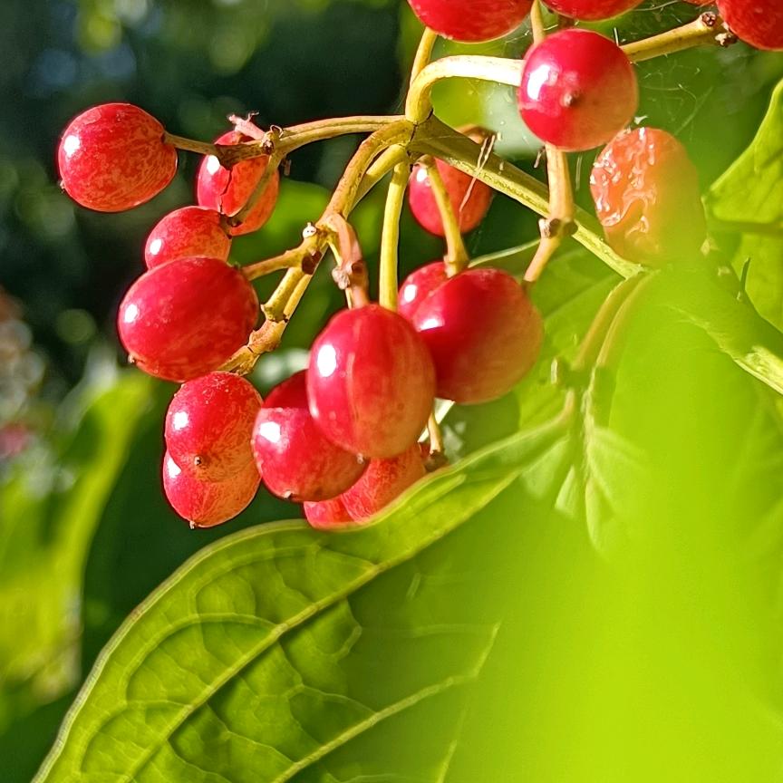 爱摄影的退休人（老肖）