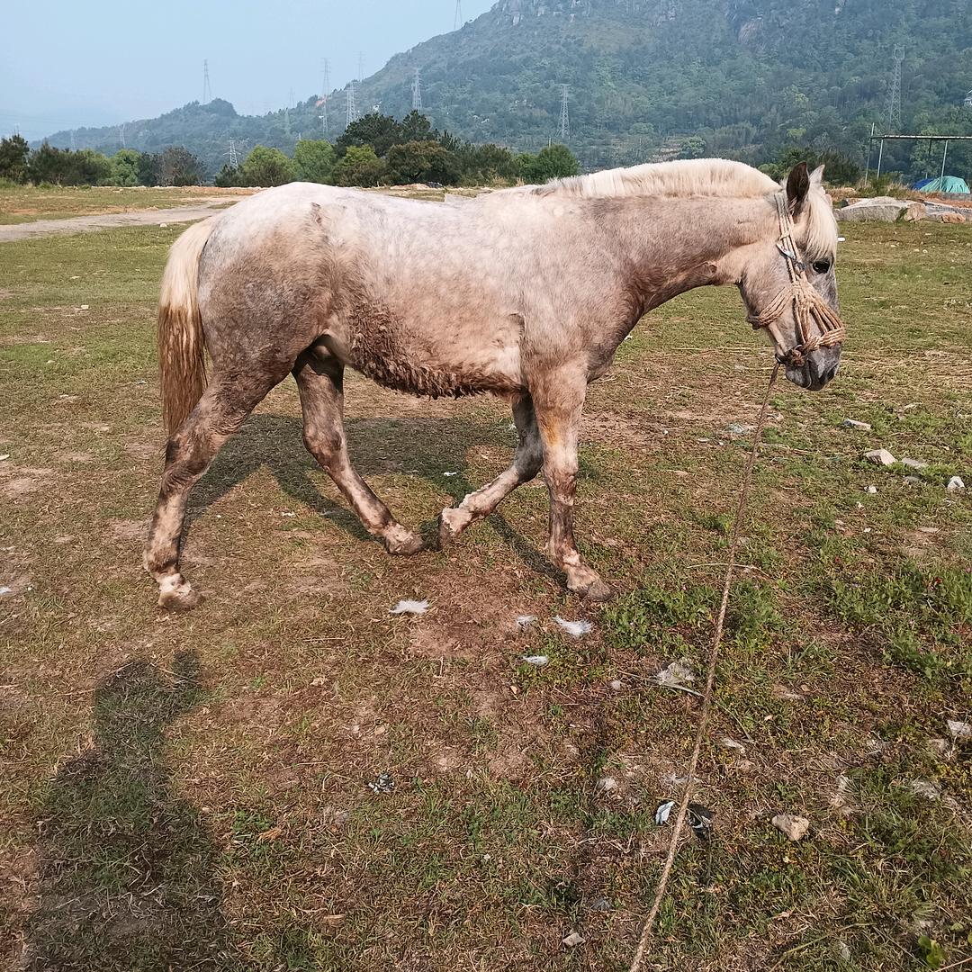 云南贩🐴人雄哥