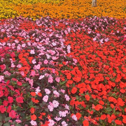 陈花