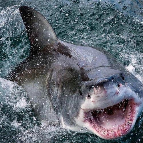 宇宙无敌战斗暴龙兽