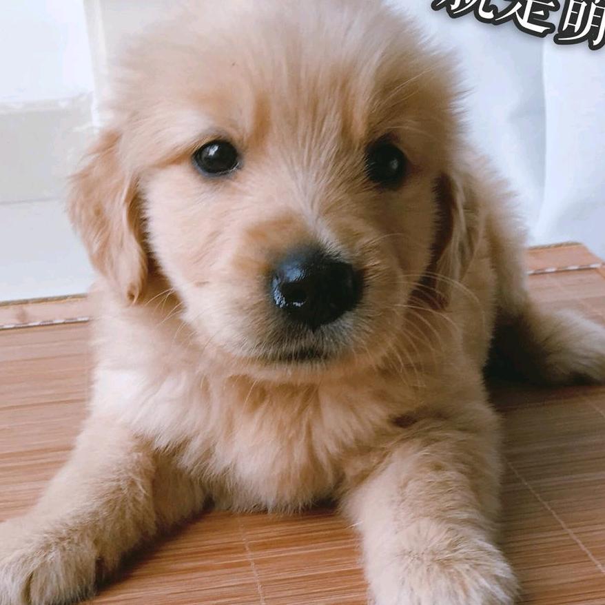 沛县二郎神宠物店