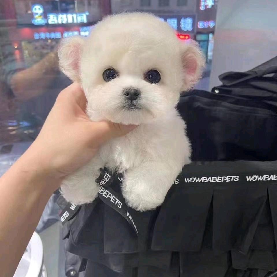 宠爱e生·萌宠推荐