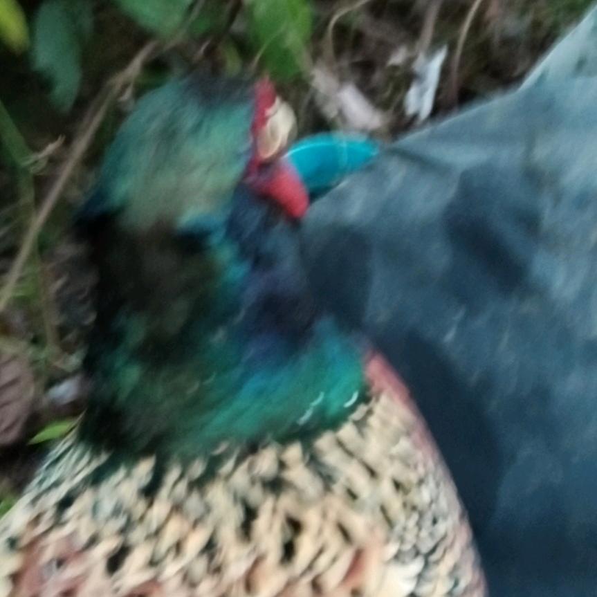 半分执念